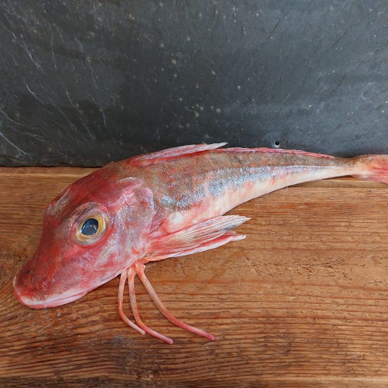 Shetland Red Gurnard fillet approx 160g